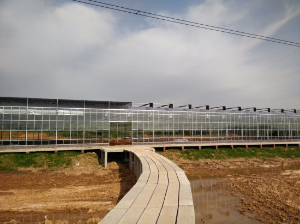 武漢市江夏區唐凃生態園（玻璃連棟智能溫室）